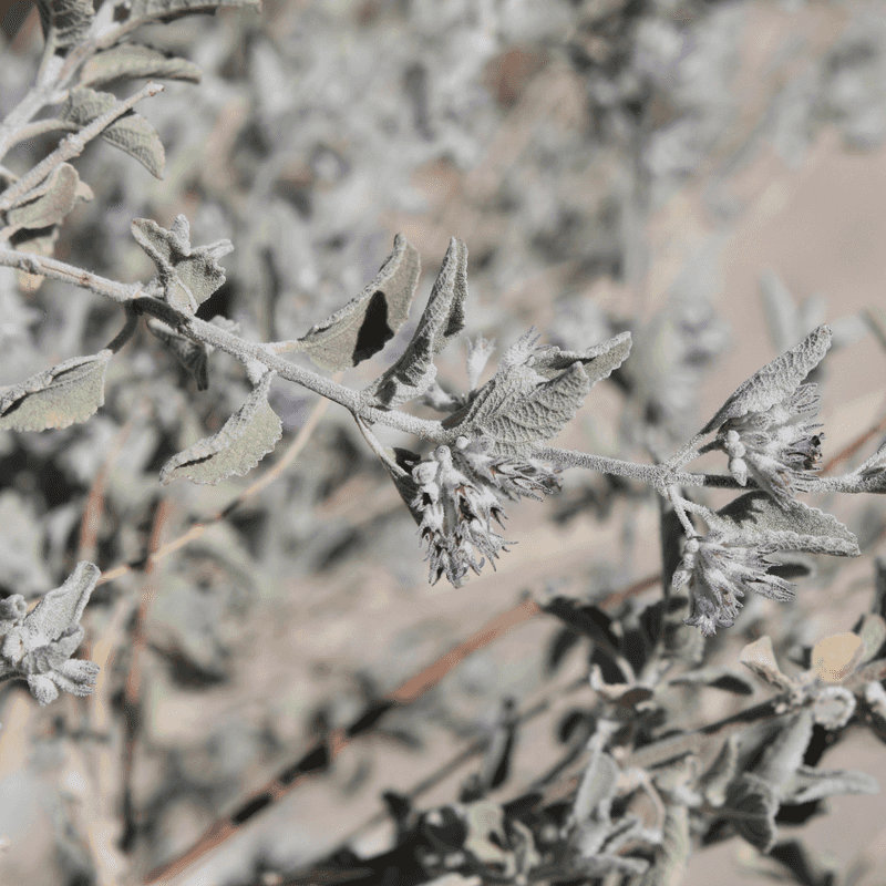 Desert Lavender Responds With Fresh Silvery Growth In Spring