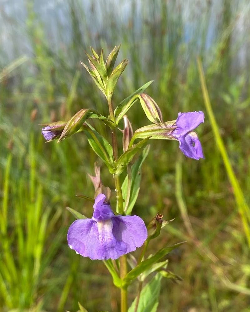 Monkey Flower (Mimulus Ringens)