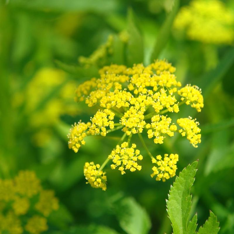 Golden Alexanders (Zizia Aurea)