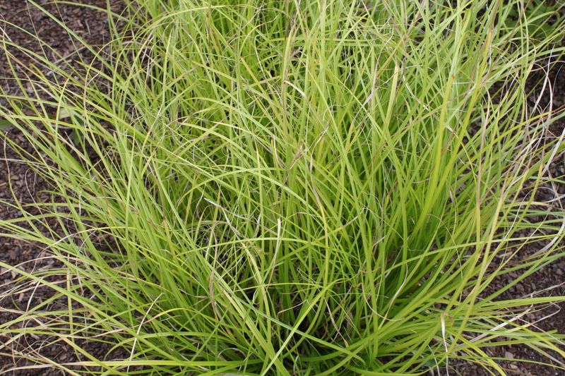 Soft Sedge Handles Moist Soil With A Much Softer Look