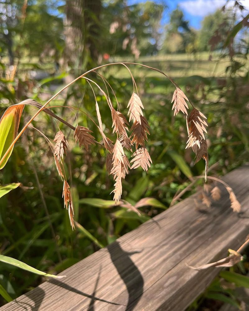 Northern Sea Oats Brightens Shady Corners Naturally