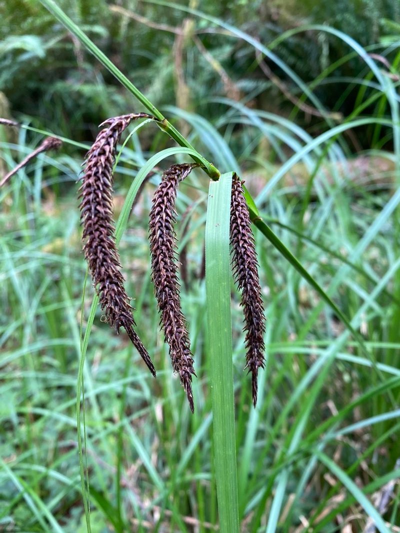 Slough Sedge (Carex obnupta)