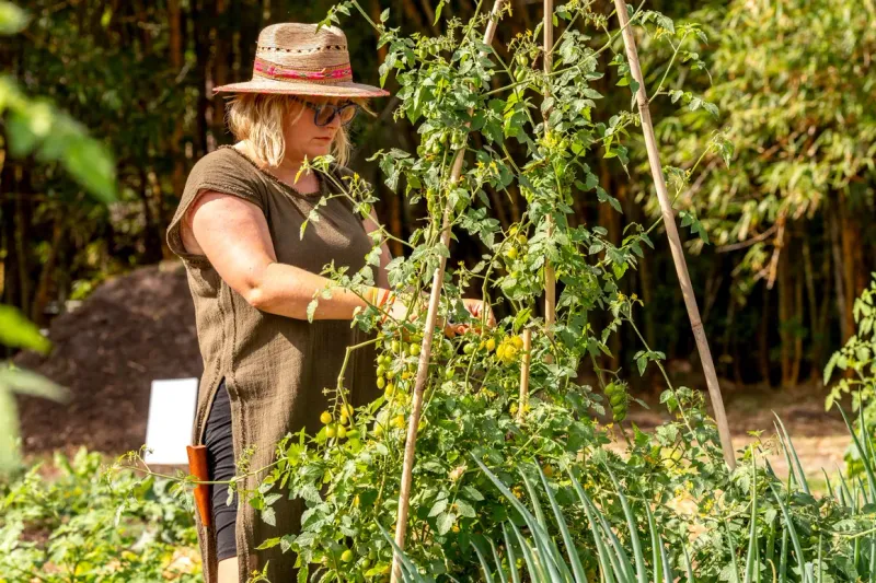 Taller Crops Cast Natural Shade Over More Sensitive Plants