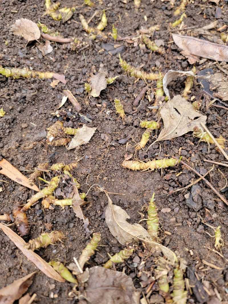 New Shoots That Appear All Over The Yard