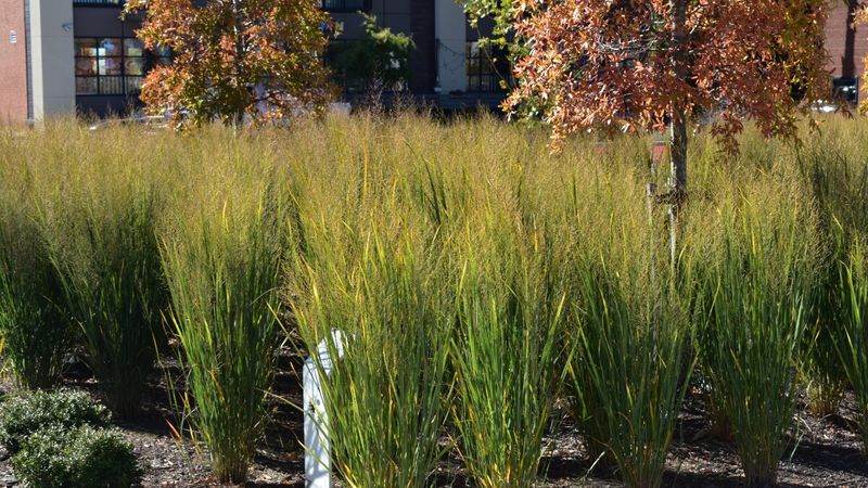 Leave Grasses Uncut Through Winter For Benefits 
