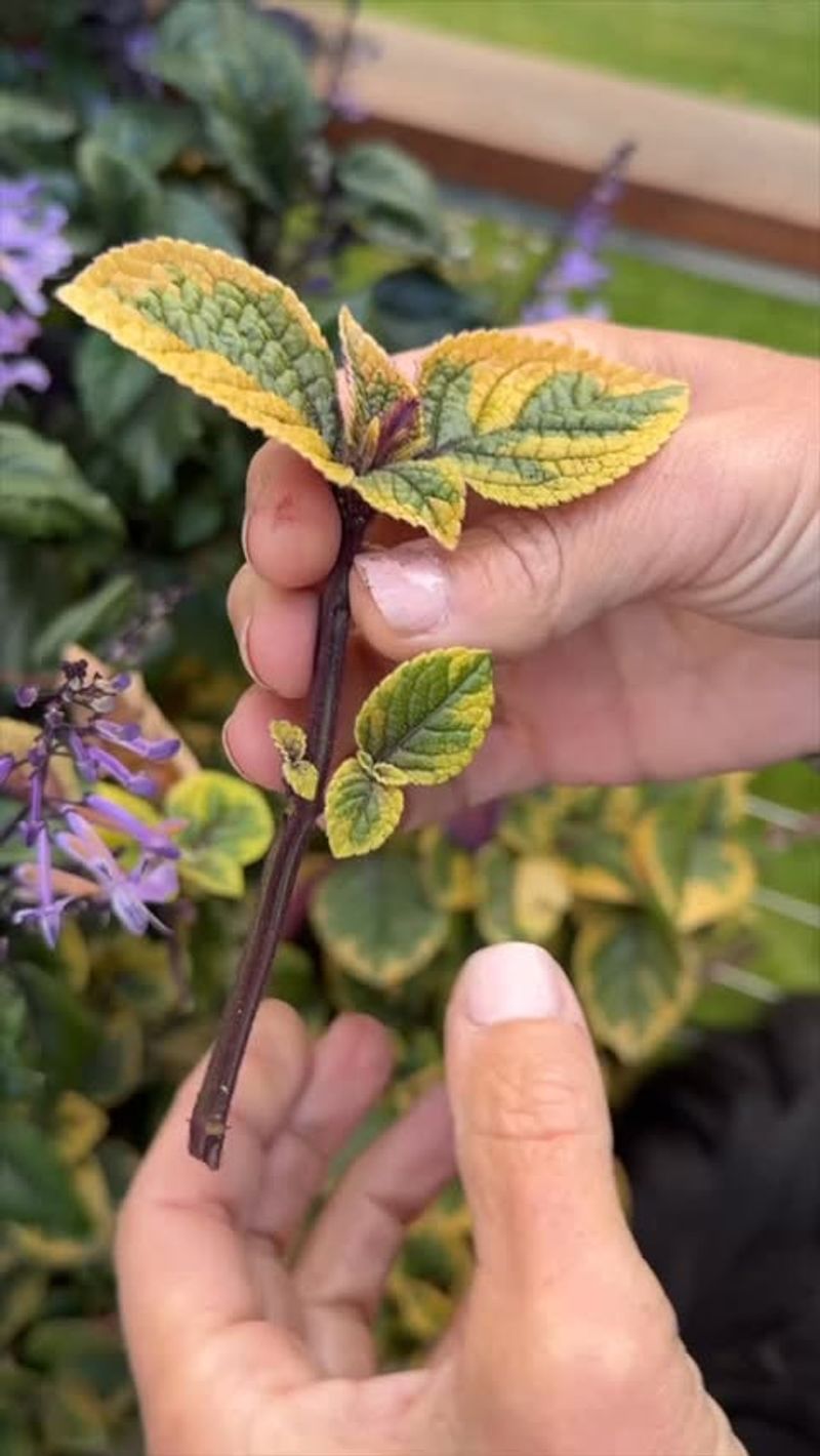 Avoid Forcing Tender Growth Too Early