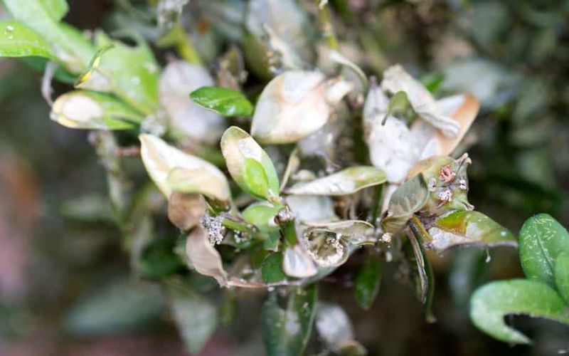 Recognize Damage That Mimics Disease