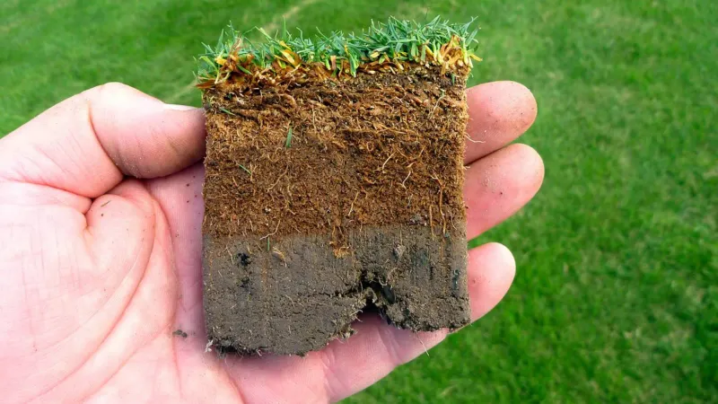 Spot The Difference Between Thatch And Healthy Grass
