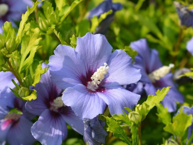 Choose The Right Time To Prune 