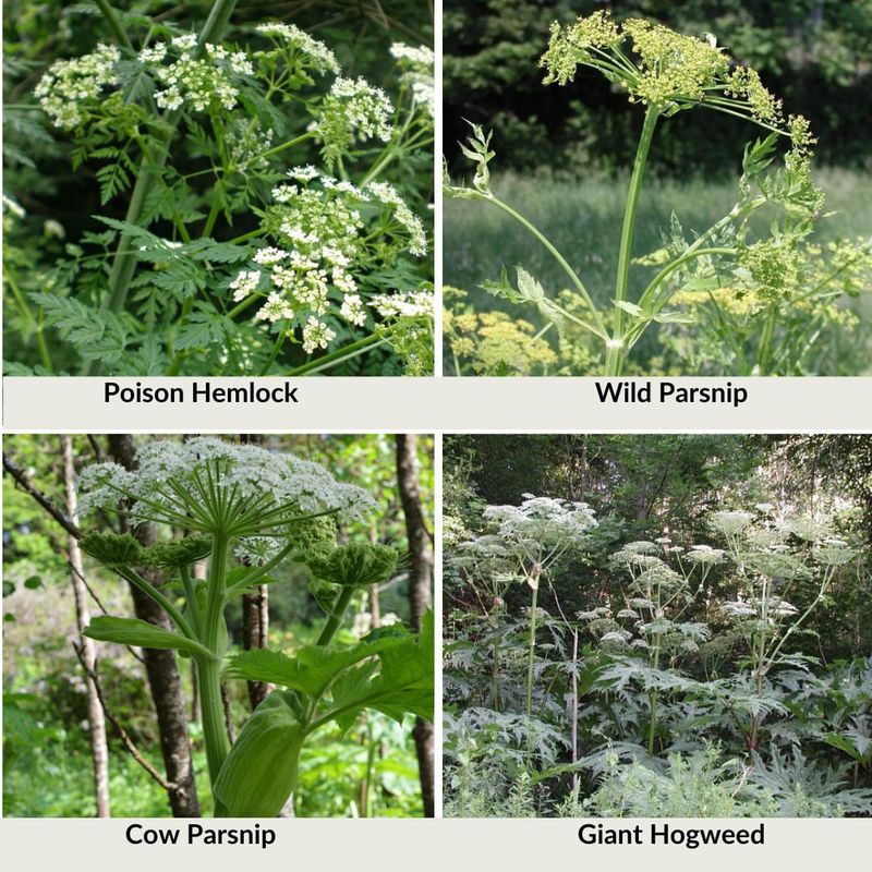 Do Not Confuse It With These Common Lookalike Plants