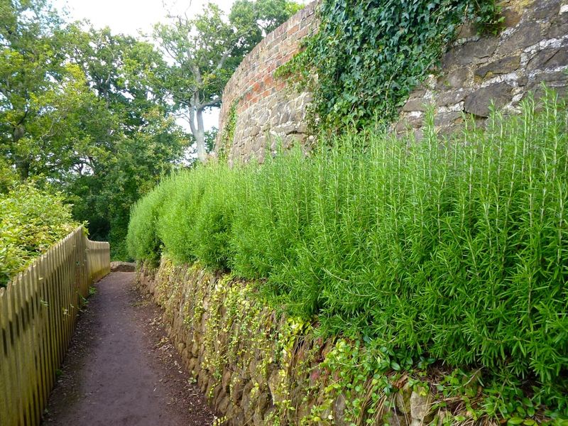 Choosing The Right Location For An Edible Hedge