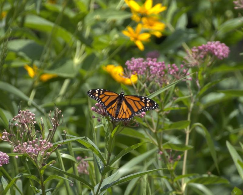 The Role Of Milkweed In March