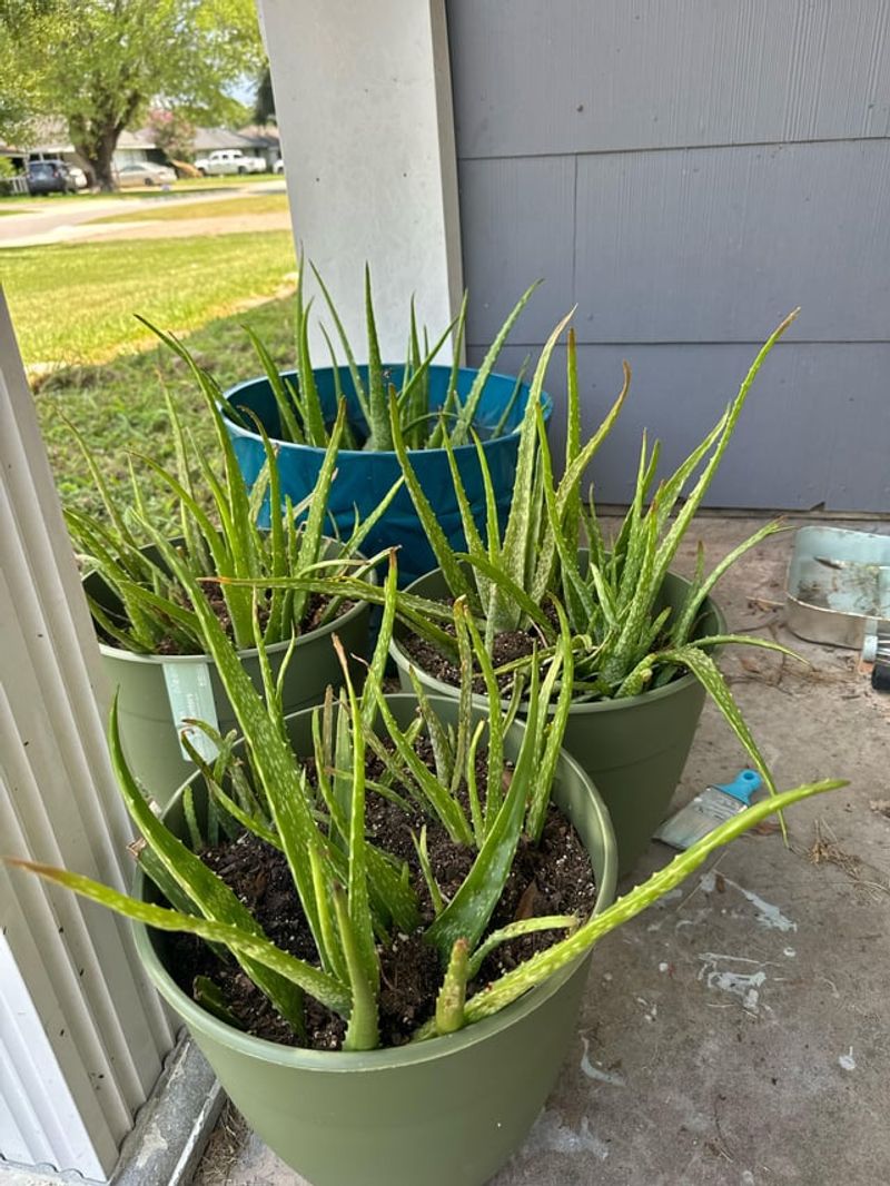 Poor Soil Drainage Problems