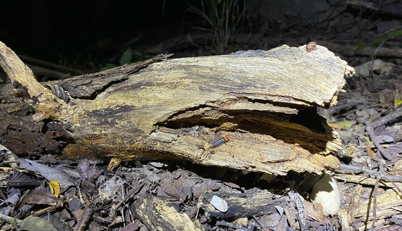 Leaf Litter Creates The Moist Conditions Fireflies Need