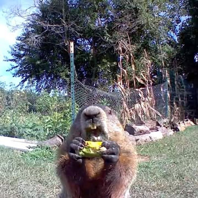 The Smell Of Fresh Vegetables Is Irresistible