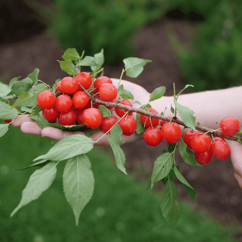 Easy As Pie® Bush Cherry (Prunus X)