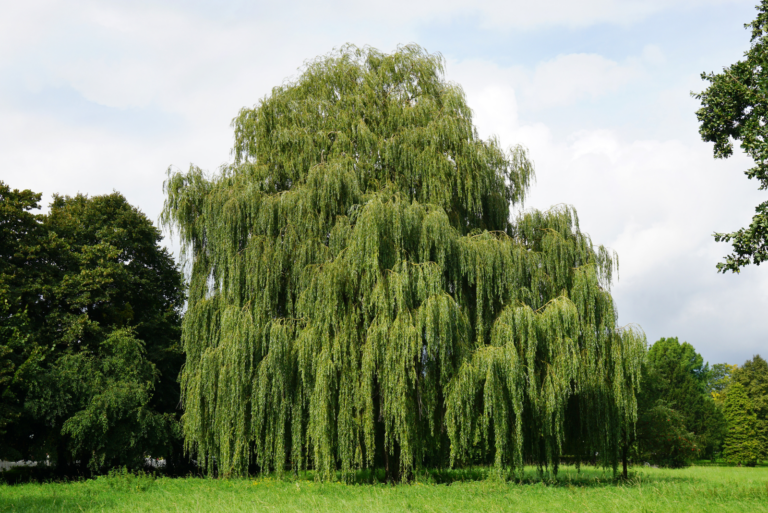 Weeping willow