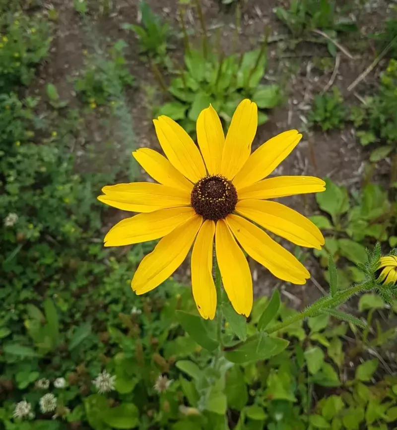 Wildflower Patches Attracting The Insects They Feed On