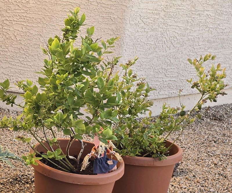 Mix In Slow-Release Fertilizer Before Summer Growth Spikes