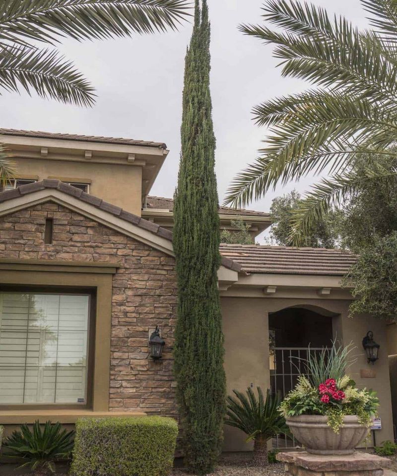 Italian Cypress Adds Tall Vertical Privacy Without Spreading