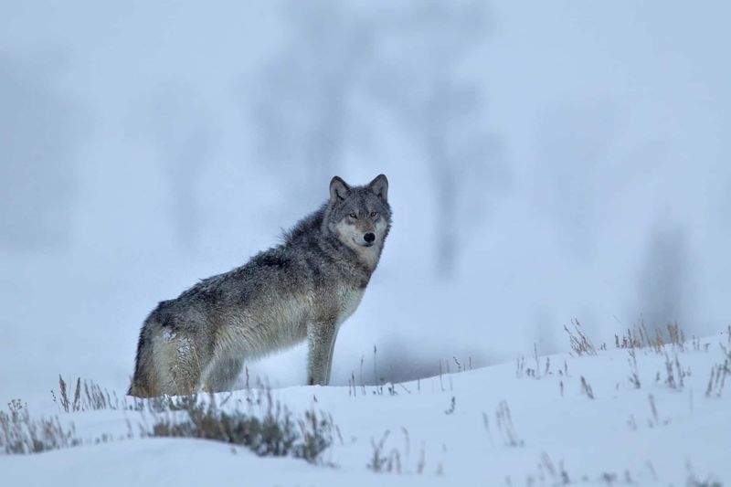 Natural Predators Are Almost Gone From Michigan