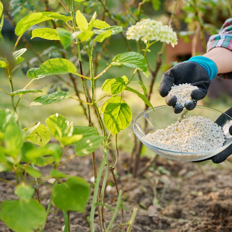 Apply Fertilizer When Buds Begin To Swell