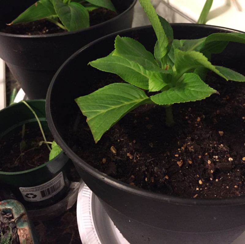 Apply Fertilizer Around The Root Zone