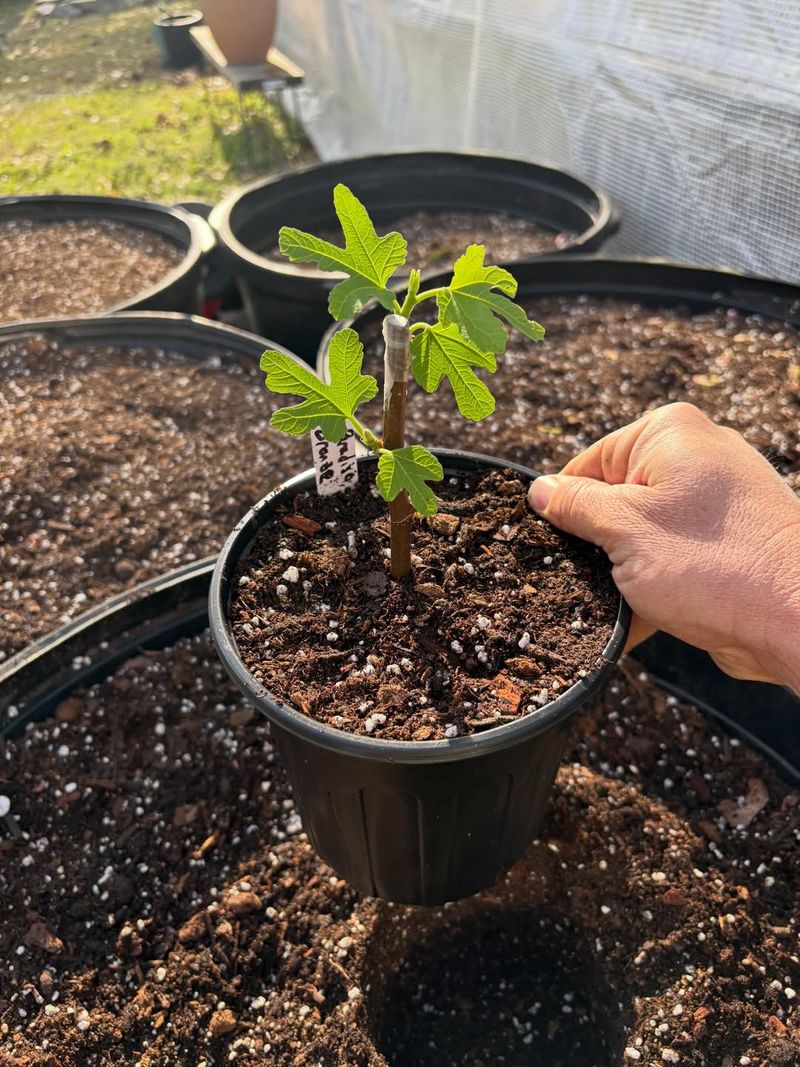 Use High-Quality, Well-Draining Soil