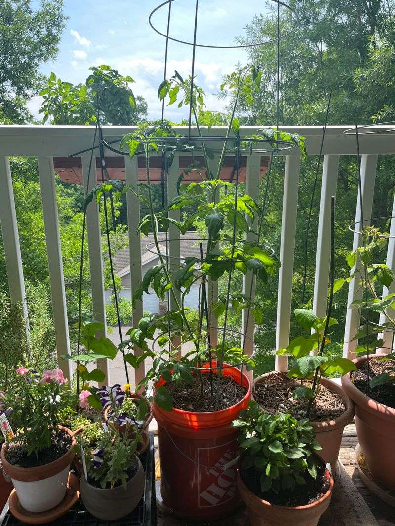 Give Cherry Tomatoes The Full Sun They Need To Produce Well