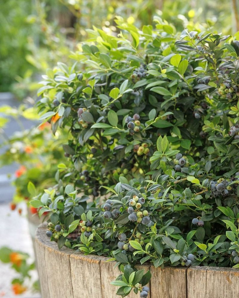 Pick Large Containers With Good Drainage