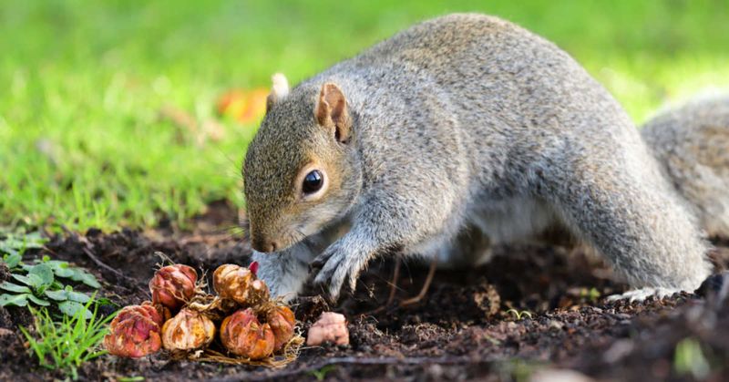 Choose Less Attractive Bulb Varieties For Squirrel Prone Gardens