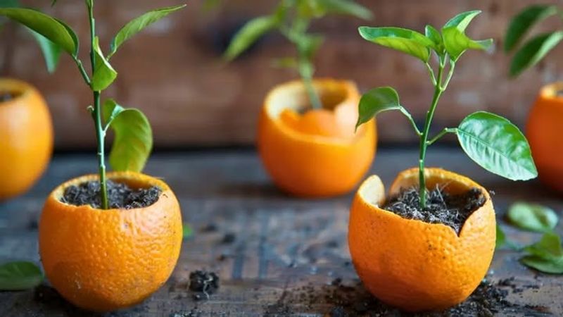 Start Seeds In Citrus Halves For Short-Term Use