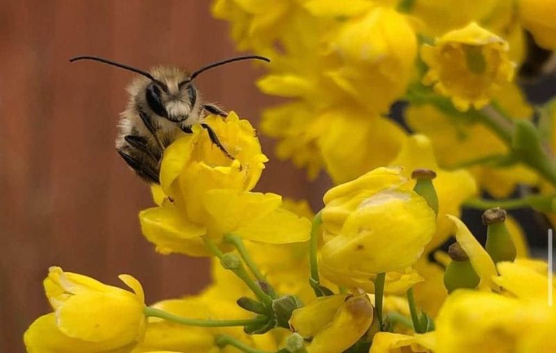 Add Early Spring Flowers