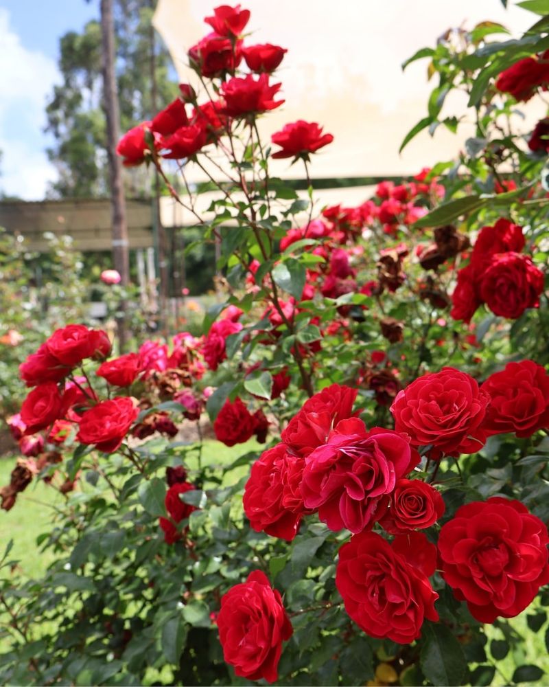 Check Rose Bushes Every Few Days During Peak Bloom Season