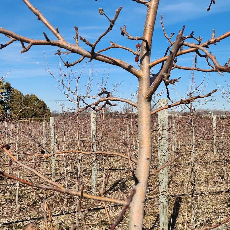 Cut Just Above A Healthy Bud On The Stem