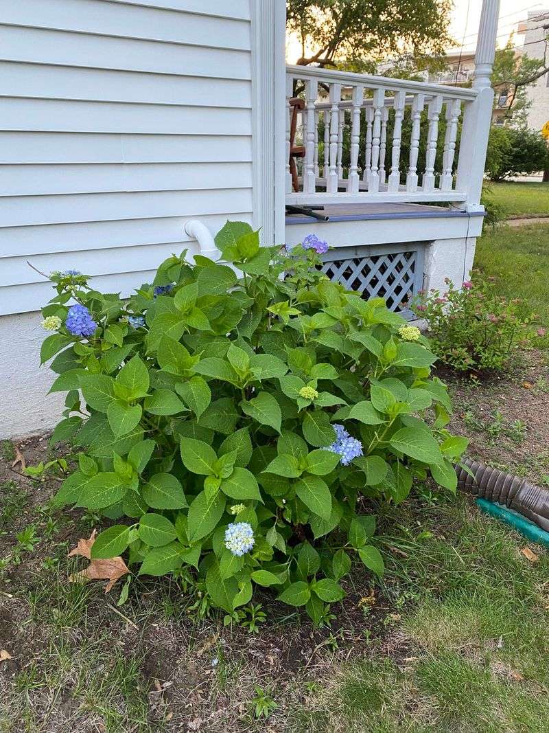 Open Space for New Shoots