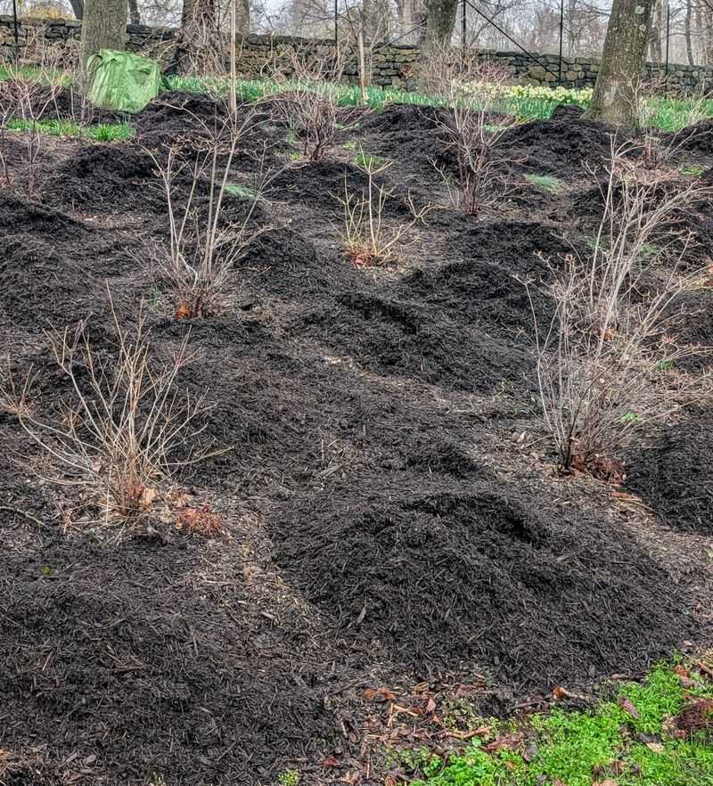 Add Mulch Around The Root Zone