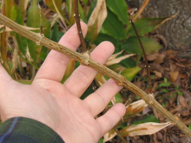 Remove Only What Is Necessary