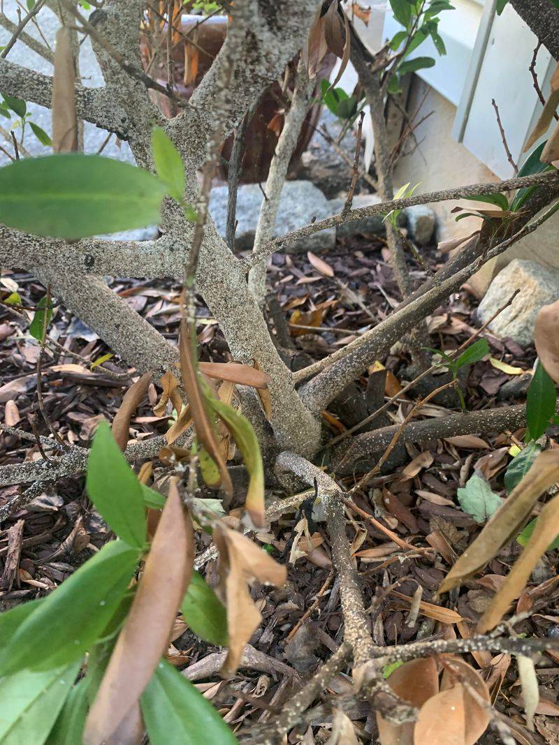 Watch For Signs Of Disease 