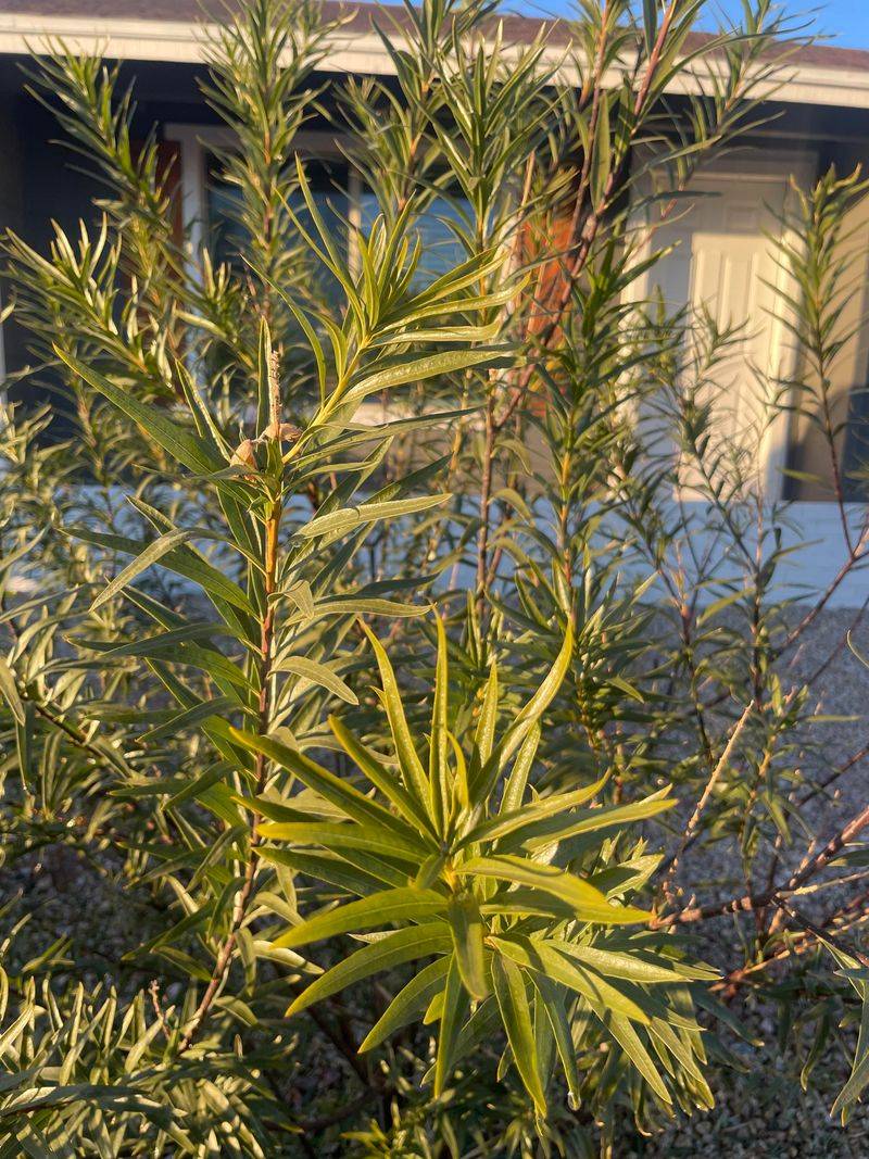 Do Not Remove Too Much Growth At Once