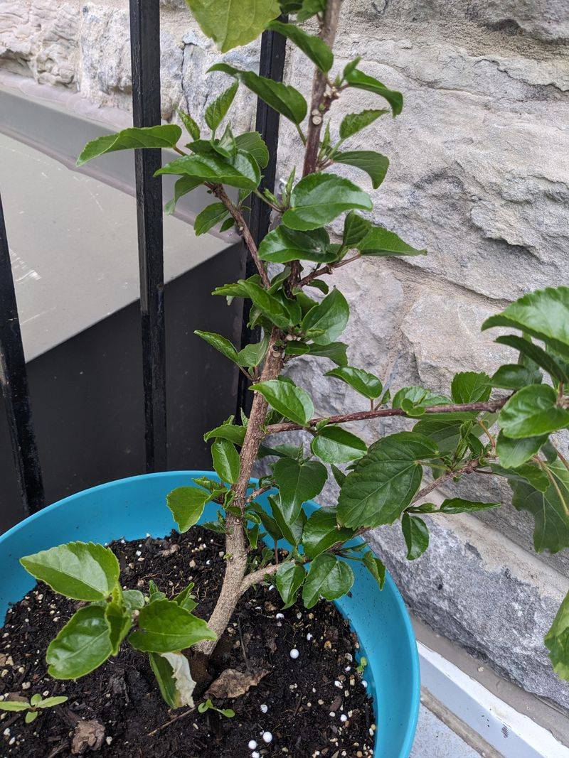 Make Cuts Just Above Leaf Nodes To Promote New Shoots