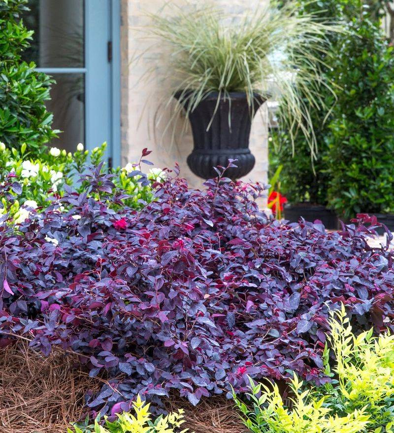 Time Major Pruning For Late Spring To Early Summer