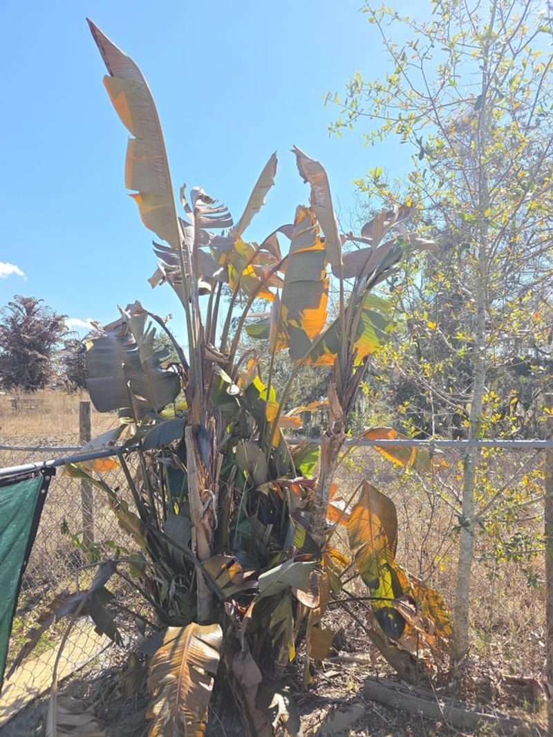 Trim In Warm Weather Windows To Help Recovery Happen