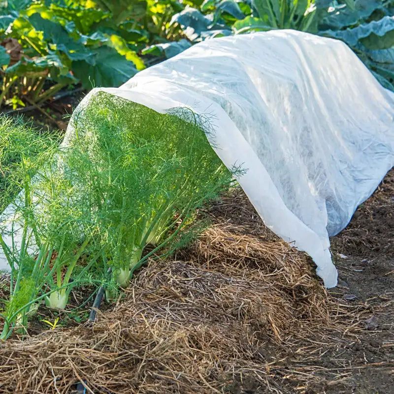 Cover Plants With Frost Cloth