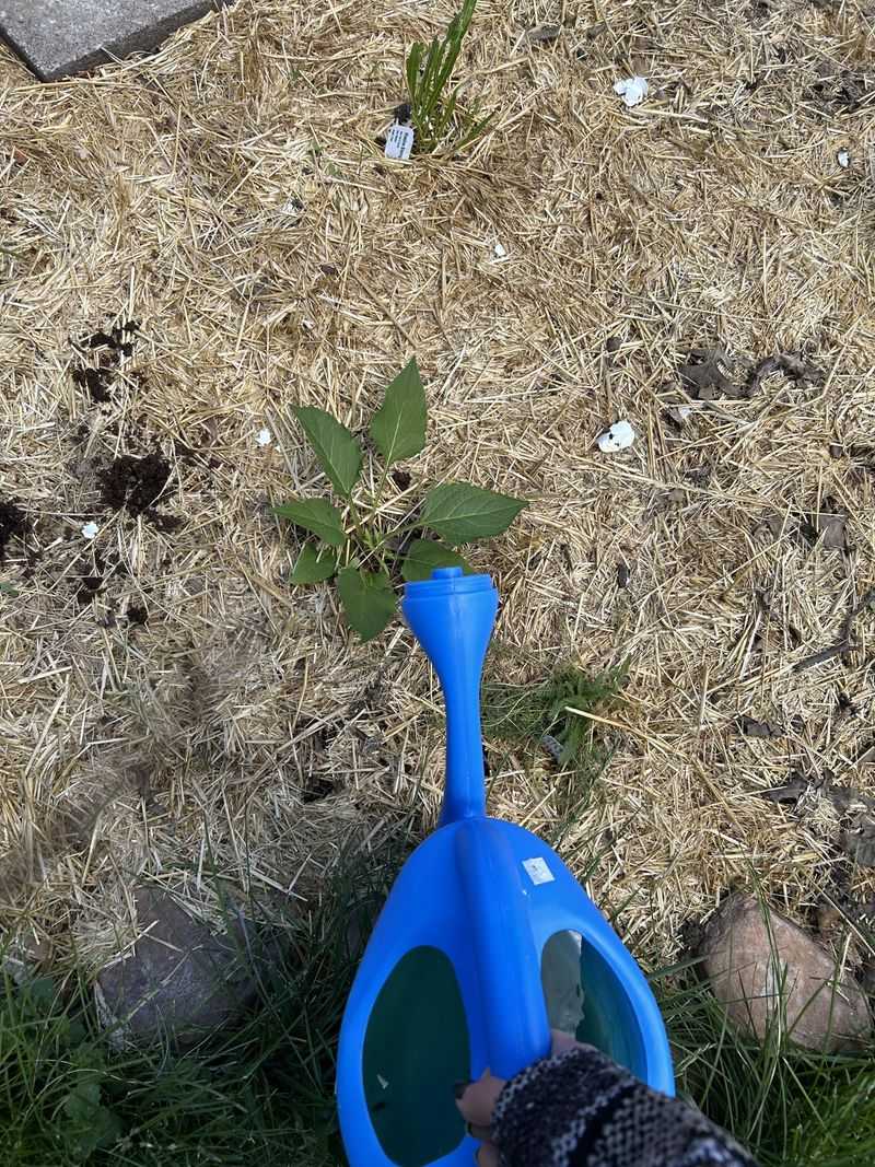 Feed Plants At The Right Time