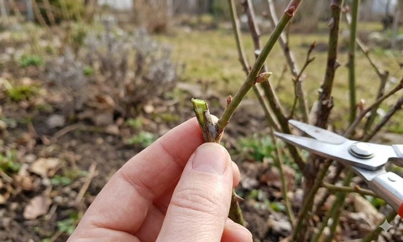 Trim Back Spring-Flowering Shrubs After Blooms Fade