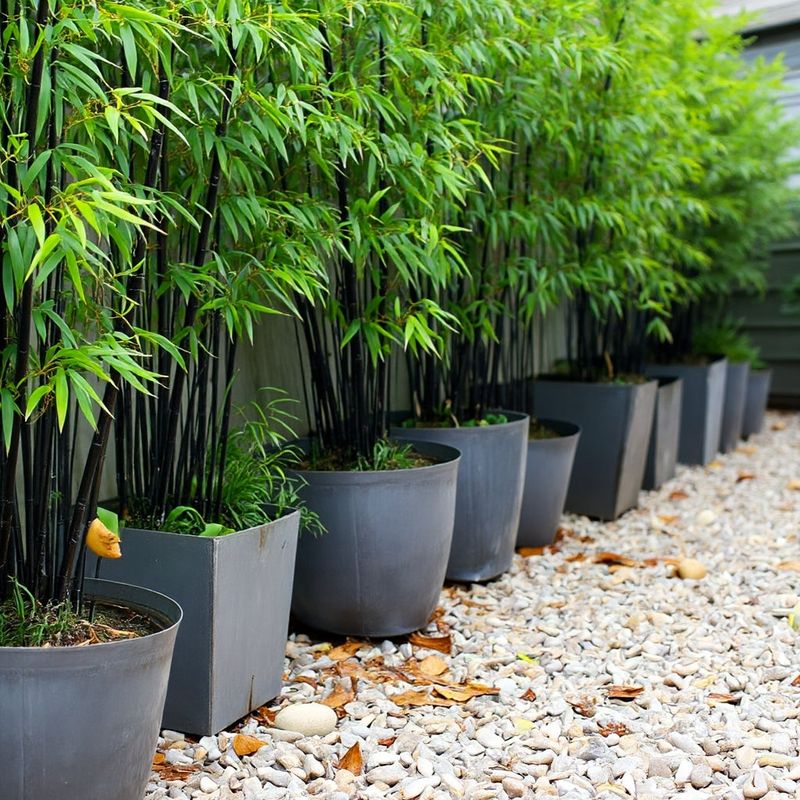 Grow Bamboo in Containers For Instant Screening