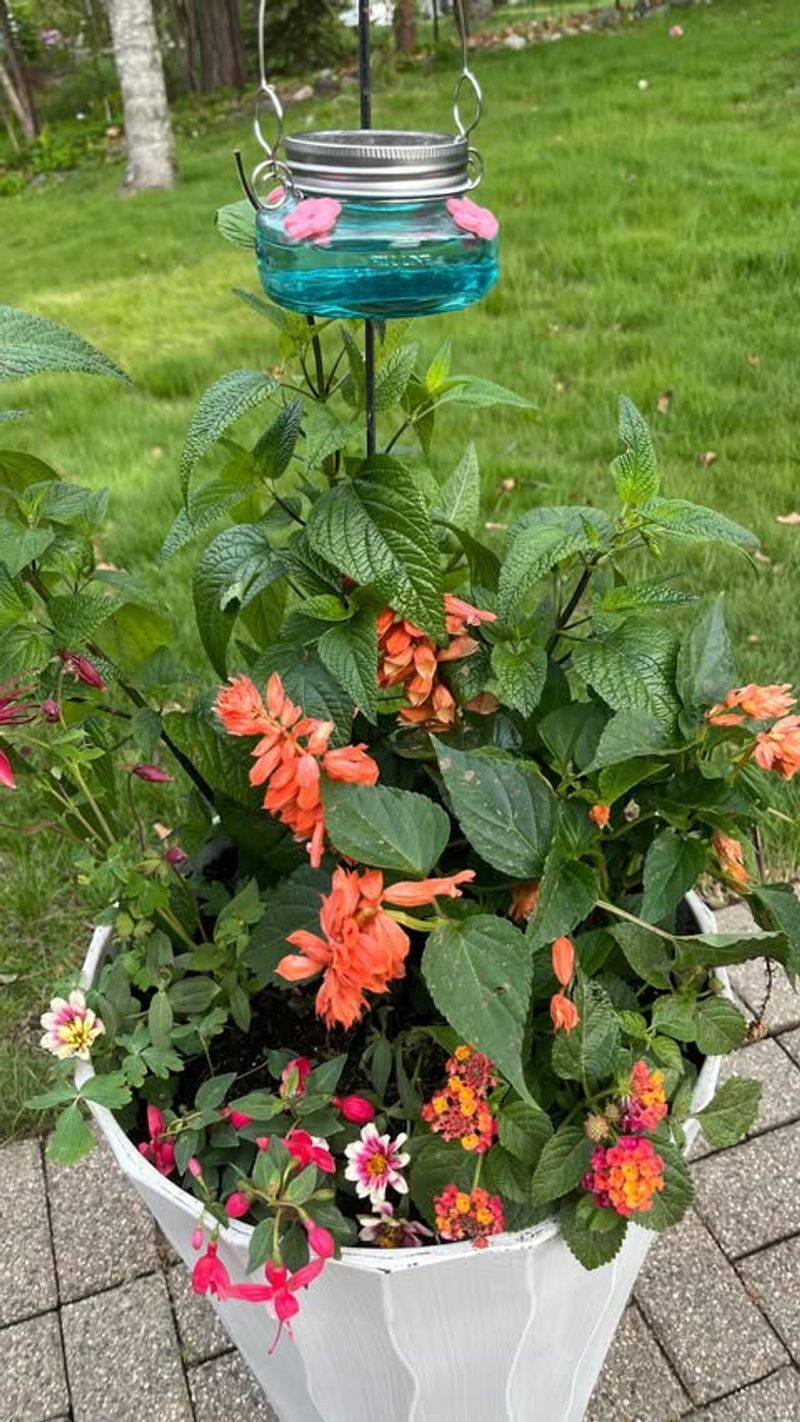 Choose Nectar Rich Flowers Hummingbirds Visit Often