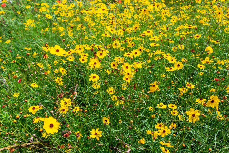 Sow Tickseed For Rapid Spring Wildflower Color