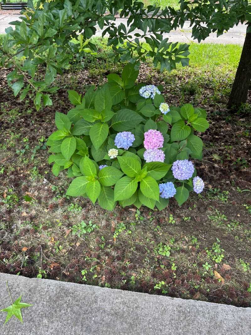 Wait For New Growth To Appear